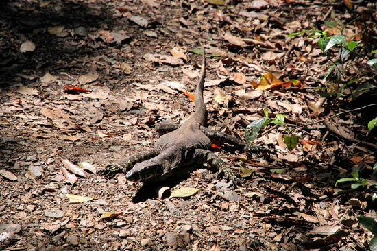 An den Mapleton Falls sind wir den Rundweg "Wompoo Circuit" gegangen, bis wir auf diesen Gesellen getroffen sind. 'Wir' ist dabei nicht ganz richtig, da Lizzy wieder netterweise vorgegangen ist.  
(Lizzy) Ja, ja, ich muss immer als erste in die potentiellen Spinnweben tapern.
(Rod) Sie hat sich ziemlich erschrocken, da sie 'Mister Wechselwarm' beim Sonnenbaden mitten auf dem Weg erst im letzten Moment gesehen hat. 
(Lizzy) Hab' ich mich so erschrocken und ziemlich hysterisch geschrieen. Hat aber glücklicherweise keiner gehört. Wenn man immer nach den Spinnen Ausschau hält, kriegt man halt am Boden nicht so viel mit. 
(Rod) Da wir mit Flip Flops unterwegs waren, haben wir uns auch nicht getraut über das Tierchen zu steigen und sind den gleichen Weg wieder zurück. 