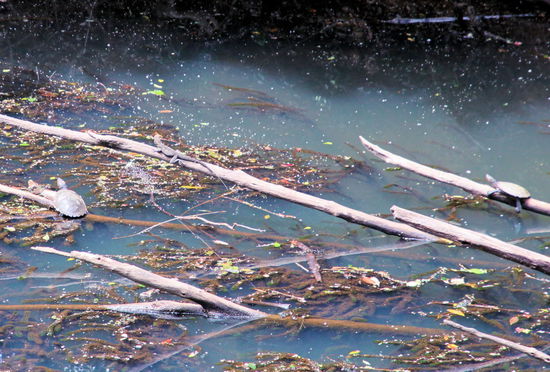 In Maleny haben wir den Obi Boardwalk gemacht und dabei im Fluss diese drei Sonnenanbeter gesehen. Bei genauem Hinsehen sieht man links und rechts jeweils eine Schildkröte und dazwischen irgendeine Echse beim Sonnenbad. Solange jeder einen eigenen Ast hat, scheint es keine Probleme zu geben. 