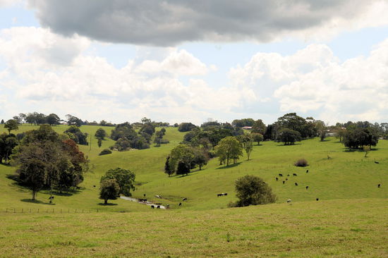 Die Blackall Range besteht heute vielfach aus Weideland. Ihre ursprüngliche Vegetation aus dichtem Regenwald und feuchten Eukalyptuswäldern findet sich leider nur noch in wenigen geschützten Bereichen. Einen davon, den Mary Cairncross Park haben wir besucht.