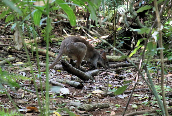 Bei der Wanderung durch den Regenwald konnten wir auch einige Regenwald-Wallabies sehen. Dank des informativen Visitor Centres kennen wir auch die genaue Bezeichnung, es handelt sich um das 'red legged pademelon'.