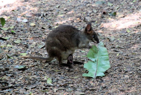 Um möglichst viele Tierchen zu sehen, sind wir möglichst geräuscharm über die Waldwege geschlichen. So konnten wir auch eine Wallaby-Mama mit Nachwuchs sehen. Das Kleine lugt mit dem Kopf unten aus dem Beutel.