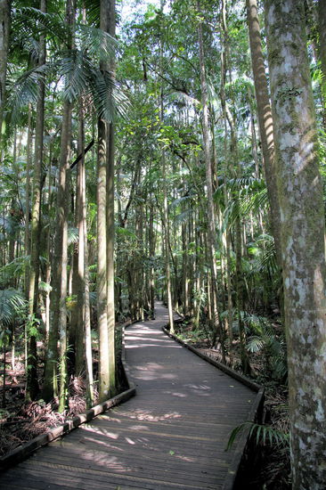 Ein Teil der schönen Spazierwege führte als Boardwalk durch den Regenwald.