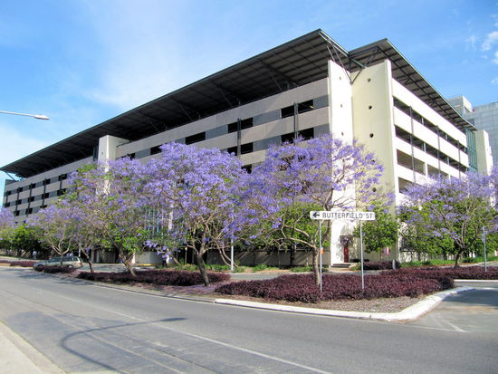 Irgendwie mein einziges Bild von Brisbane. Gegenüber der Werkstatt blühten gerade diese hübschen Straßenbäume.