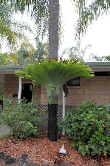 Südlich von Ballina haben wir auf einem netten Campingplatz übernachtet. Hier gab es diese riesigen Aufsitzerpflanzen an den Palmen.