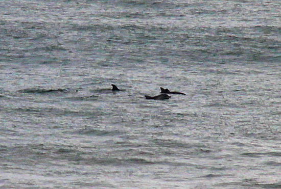 Beim Frühstück mit Meerblick konnten wir Delphine sehen!