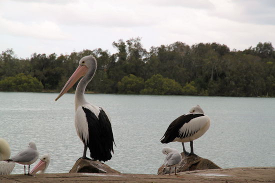 Am nächsten Tag gab's noch mehr Tiere. In North Haven saß eine Gruppe von Pelikanen am Ufer. Für den Größenvergleich habe ich extra noch die schnöden Seemöven mit ins Bild genommen. Anschließend sind wir noch südlich von Taree den Tourist Drive "Lakes Way" gefahren und haben in Bulahdelah (der letzte B-Ort!) getankt.
