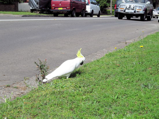 Da die Autoreparatur ein paar Stunden dauerte, sind wir zum nächsten Cafe gelaufen und haben dort die Zeit verbracht. Auf dem Weg dorthin trafen wir diesen unerschrockenen Vogel. Er pickte ganz gemütlich im Rasen herum, während die Autos an ihm vorbeirauschten. Diese Papagaien-Art sieht man sehr häufig in Australien (sie können einen Höllenlärm machen!), aber normalerweise fliegen sie davon, wenn man ihnen zu nahe kommt.