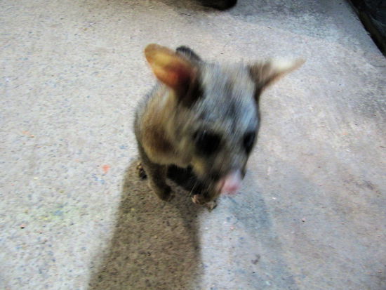 Dieses Possum (es steht auf den Hinterbeinen und schaut hoch zu mir) konnte ich etwas unscharf fotografieren, da es uns abends beim kochen in der beleuchteten Campkitchen besuchte. Es wirkte sehr interessiert an jeglichem Essen (sehr sympatisch!) und war anscheinend bereits ein wenig an Menschen gewöhnt. Possums sind einfach toll!