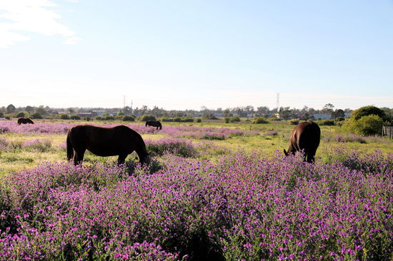 Wir fanden einen netten Frühstücksplatz am Fluss. Gegenüber gab es diese Weide mit Pferden und den schönen violetten Blumen. Es sind Wildblumen oder ein Gras, jedenfalls essen es die Pferde und andere Tiere nicht, daher ist die Blütenpracht bei Bauern unbeliebt.