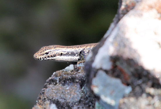 Diese kleine Echse (mit Schwanz vielleicht 15cm) sonnte sich auf den Steinen.