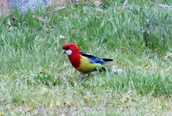 Am Campingplatz wurden wir direkt von diesem bunten Vogel begrüßt. Ist nicht ganz scharf, aber ich hoffe man kann die Farbenvielfalt trotzdem erkennen.