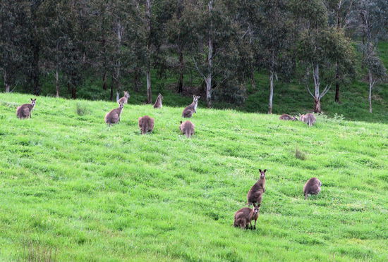 Auf der Zufahrtsstraße zum Schulgelände, wurden wir von dieser Gruppe Kängurus begrüßt. Die Kängurus dürfen auch ohne Anmeldung aufs Schulgelände! 