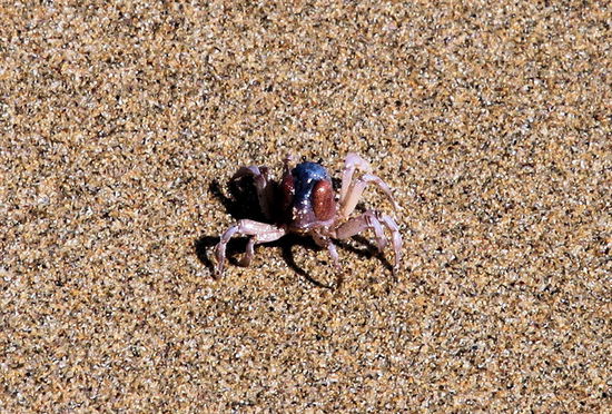 ... Herrn Krebs auf dem Heimweg. Er war zügig unterwegs und wollte anscheinend nicht mit uns reden.