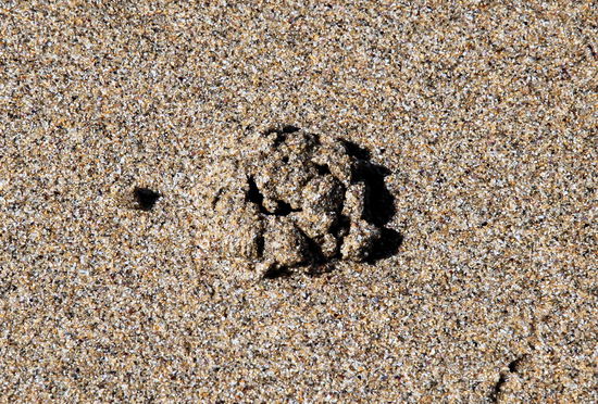 ... wieder zu. Vielleicht hatte er schlechte Erfahrungen mit Touristen gemacht! 