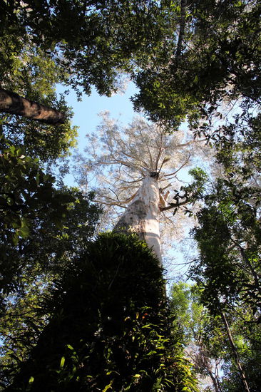 Es gibt auch ein paar gut erhaltene (und inzwischen geschützte) ursprüngliche Küstenwälder. Diesen riesigen Baum sahen wir bei unserer Wanderung auf dem 'Mait's Rest Rainforest Walk'.