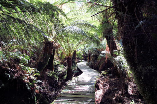Es ist ein leicht zu laufender Rundweg, der teilweise als boardwalk verläuft und sehr schön ist.