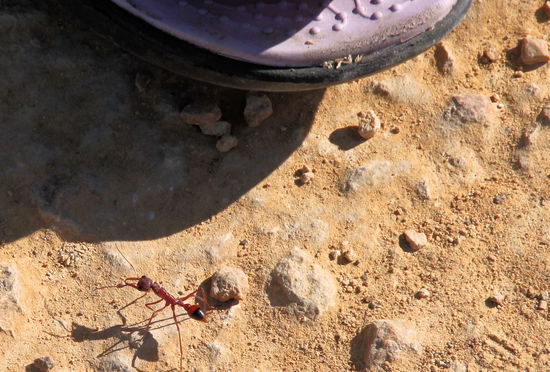Eine sehr große Ameise (Bulldog Ant) mit Lizzys Schuhspitze als Größenvergleich.