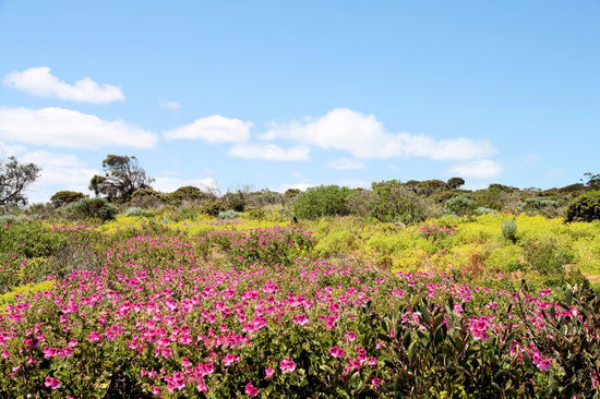 Immer wieder beeindruckend - die Farbenpracht der Wildblumen.