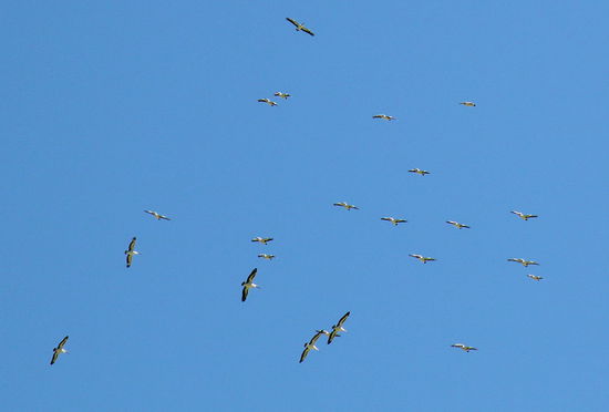 Im Coorong National Park haben wir uns Pelikane angeschaut. Sie flogen in unterschiedlichsten Formationen über die Wasserflächen.