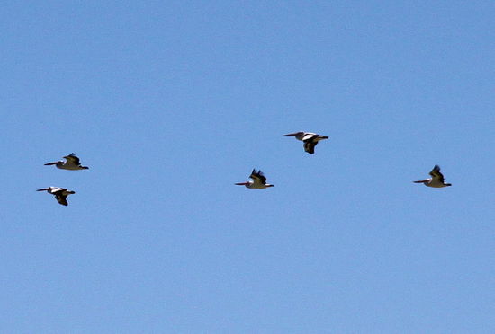 Rangezoomte Pelikan-Flugstudie. 