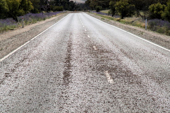 Als wir das erste Mal durch so etwas durchfuhren, dachten wir es wäre so eine Art Split oder Dreck auf der Straße. Beim zweiten Mal schauten wir genauer hin und sahen wie sich alles bewegte. Es handelte sich nämlich um einen Schwarm Heuschrecken, der über die Straße hüpfte (noch konnten sie nicht fliegen). Die dunklen Streifen sind totgefahrene Heuschrecken von vorherigen Autos.