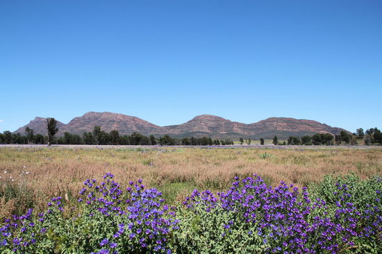 Die Berge der Flinders Range mit hübschen Wildblumen im Vordergrund. Wir hatten ziemliches Glück, denn wir waren zur Zeit der Wildblumenblüte da.