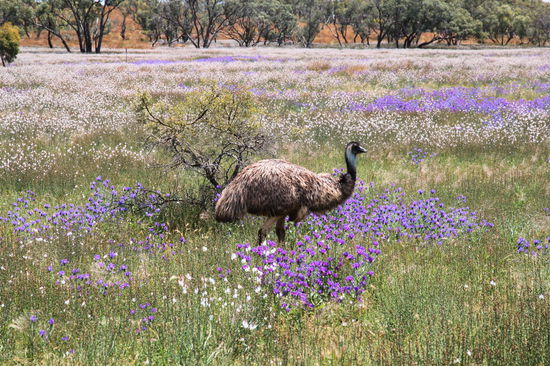 Australien pur: Ein Emu (australischer Laufvogel) in einer Wiese mit weißen und violetten Wildblumen.