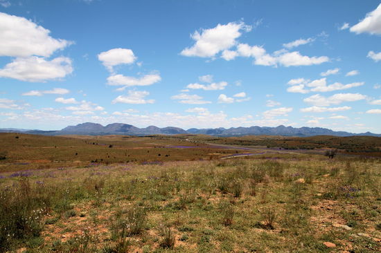 Der Blick auf die Berge des Wilpena Pound - ein ovales Gebirge wie ein riesiger flacher Vulkankrater.