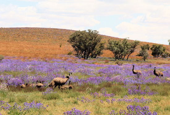 Im Nationalpark konnten wir viele Emus und Wildblumen sehen. Links sieht man einen Emu-Vater mit seinen Kindern. Bei den Emus kümmert sich nämlich ausschließlich der Vater um die Kleinen!