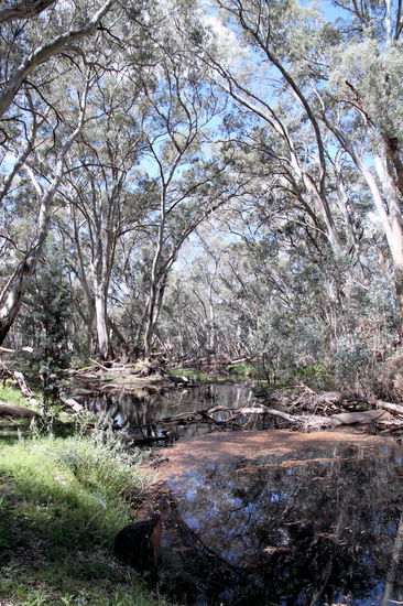 Wir haben auch eine Wanderung in den Wilpena Pound gemacht. Es ist ein sehr schöner Weg überwiegend am Wasser entlang und durch die vielen Bäume auch recht schattig.