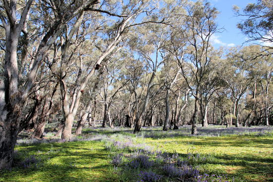 Im Wilpena Pound noch mehr schöne Bäume und Wildblumen.