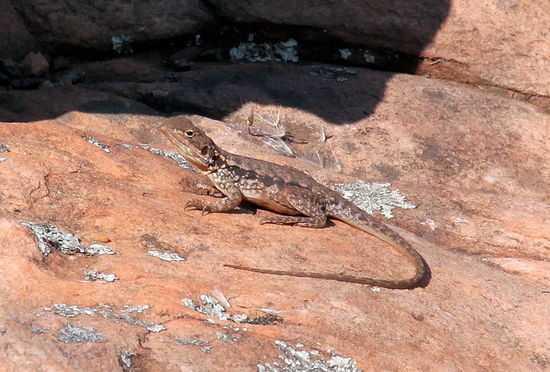 Wir sind dann noch weiter zum Wangara Lookout gelaufen und haben unterwegs diese Echse gesehen.