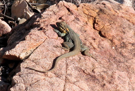 Auf dem Rückweg trafen wir noch eine weitere Echse ...