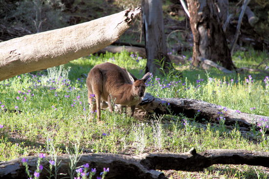 ... und dieses Känguru beim Abendbrot!