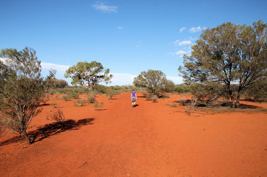 Der Rundweg um den Uluru führt unterschiedlich nah um den Berg herum, da man die heiligen Bereiche der Aborigines in angemessener Entfernung umläuft. Teilweise ist man mehr als 100 Meter entfernt, dann geht man wieder direkt am Berg entlang. Der rotbraune Boden und die Aussicht auf den Uluru sind aber immer beeindruckend!