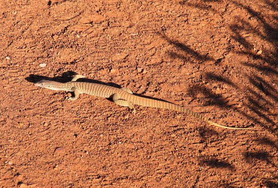 Dieser längliche Bewohner des Nationalparks wollte auch noch ein wenig die Abendsonne genießen.