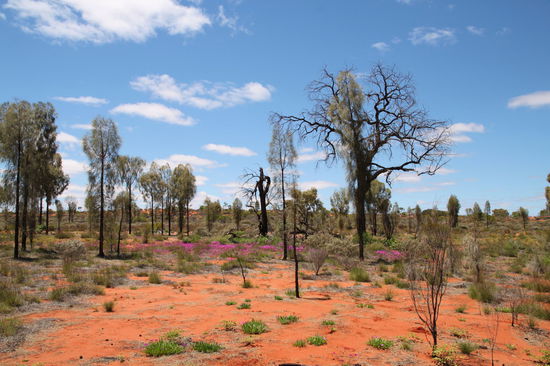Ein typisches Bild vom 'grünen' Outback. Violette Wildblumen, teilweise frisches Grün und nur wenig vertrocknete Büsche und Bäume.