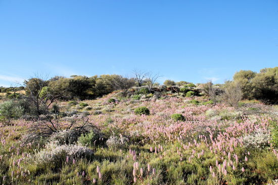 In der Kathleen Gorge gab es auch eine Vielzahl schöner Wildblumen zu sehen.