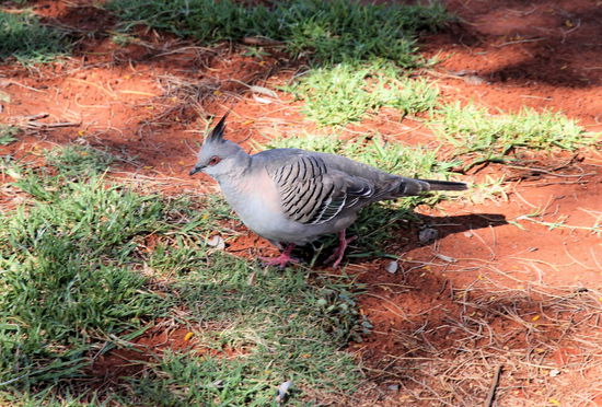 Damit ihr von den vielen Bergen und Pflanzen nicht eingeschläfert werdet, hier ein bisschen australische Tierwelt. Tiere gehen ja immer! 
Diese häufig vorkommenden Taube mit Irokesenfrisur nannten wir einfach nur Irotaube.