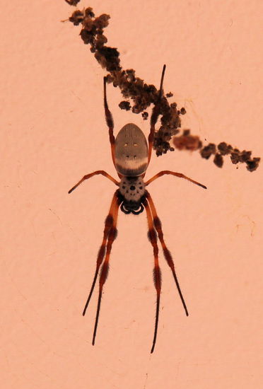 Dieses hübsche Exemplar konnte ich nicht genau einordnen, sodass ich nicht sagen kann, ob es in die Kategorie 'smiley' oder 'Totenkopf' gehört! Allerdings würde ich trotz der Größe zum smiley tendieren.
(Lizzy) Die hang irgendwo an einer Wand. Musste Rod nicht auf irgendeinem Weg davor beschützen!