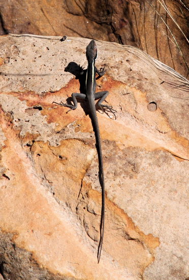 Gleich zu Beginn stießen wir auf diese schwarzweiß-gestreifte 'Echse'. Sie hatte den bisher längsten Schwanz im Vergleich zum Rumpf.