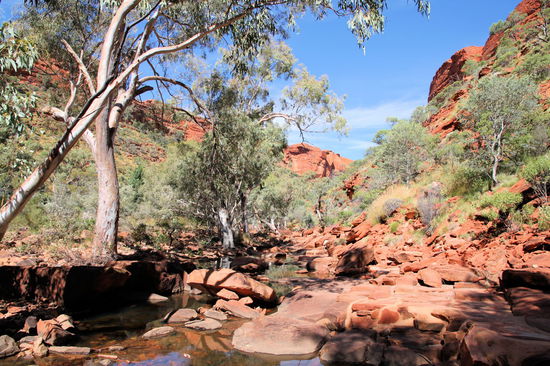 Zuerst haben wir den Kings Canyon Creek Walk gemacht. Ein einfacher Wanderweg, der entlang eines Baches in die Schlucht hineinführt.