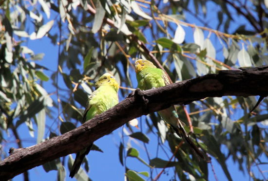 Auf dem Rückweg aus der Schlucht trafen wir auf zwei Kanarienvögel, die anfangs noch brav nebeneinander auf dem Ast saßen. Dann begannen sie einen wilden Kampf auf dem Boden. Man sah nur noch ein grünlich gelbes Knäuel, welches sich über den Boden wälzte.