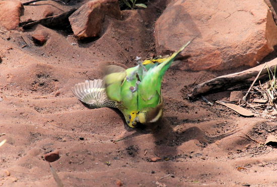 Da wir beide keine Ahnung von Kanarienvögeln haben, war uns nicht klar, ob es ein Kampf oder ein Paarungsversuch war.