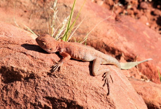 Diesen gut getarnten Burschen hat Lizzy mit ihren Adleraugen entdeckt.
