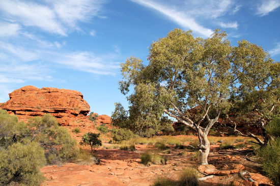 Schöne Bäume und Felsen.