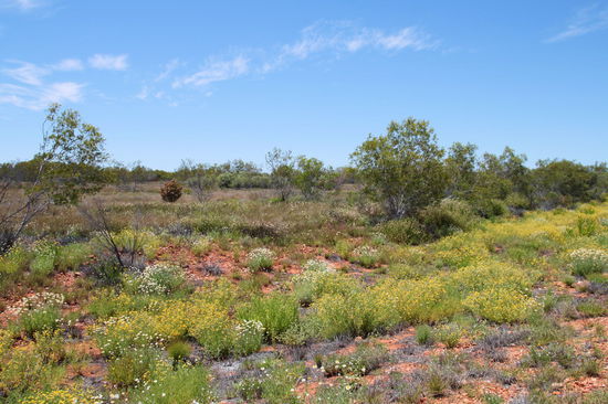 Wunderschöne Wildblumen säumten den Straßenrand auf dem Weg nach Alice Springs.