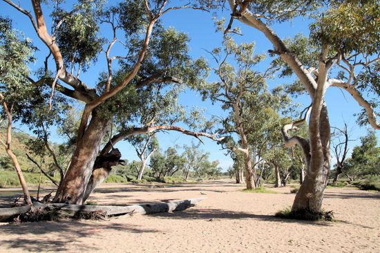 Vom Parkplatz aus führt ein kurzer Weg zur Schlucht. Hier die schönen Bäume im sandigen Flussbett des Flusses/Baches, der aus der Schlucht fließt.