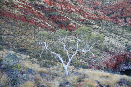Schöner Baum inmitten der vielen gelbgoldenen Büschel Spinifex-Gras.