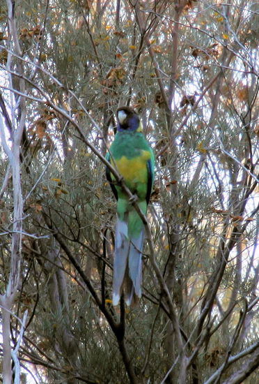 Zurück am Campingplatz sahen wir noch diesen hübschen Vogel mit sehr langen Schwanzfedern im Baum sitzen. Ich wollte mich (nach dem Reinfall mit den Wellensittichen) eigentlich zurückhalten mit konkreteren Beschreibungen, aber ich tippe auf irgendeinen Papagei (Lizzy nickt zustimmend). Falls wir wieder voll daneben liegen, meldet euch bitte!